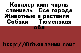 Кавалер кинг чарль спаниель - Все города Животные и растения » Собаки   . Тюменская обл.